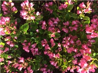 a944fda6-20170522 Ri escallonia d.jpg